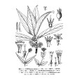 長花軸耳草 長花軸耳草