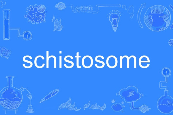 schistosome schistosome