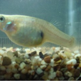 大肚魚(鱂形目花鱂科動物)