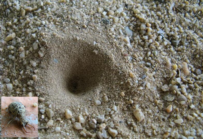 蟻獅的沙穴