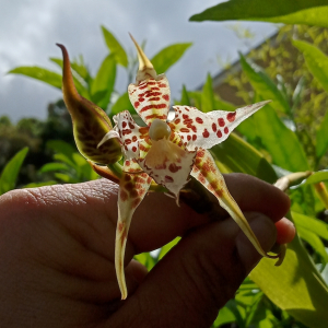 Rhynchostele hortensiae