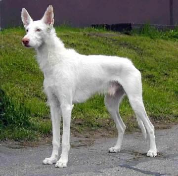 艾比贊獵犬 艾比贊獵犬