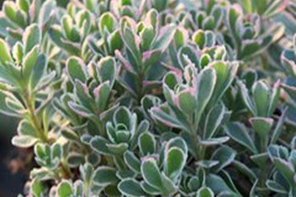 Sedum spurium \x27Tricolor\x27