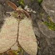 梭舟蛾 梭舟蛾
