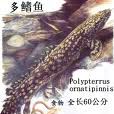 澳洲肺魚目