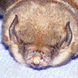 豬臉大蝙蝠(特產於拉丁美洲的大科)