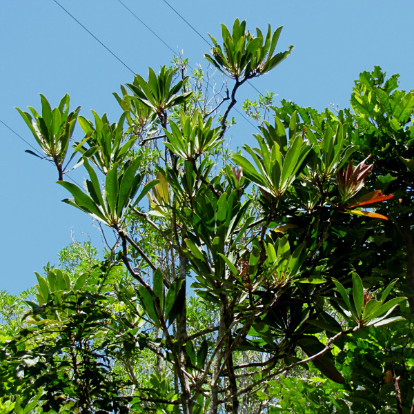 Tapeinosperma laeve