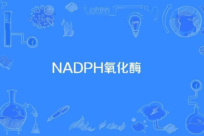 NADPH氧化酶 NADPH氧化酶