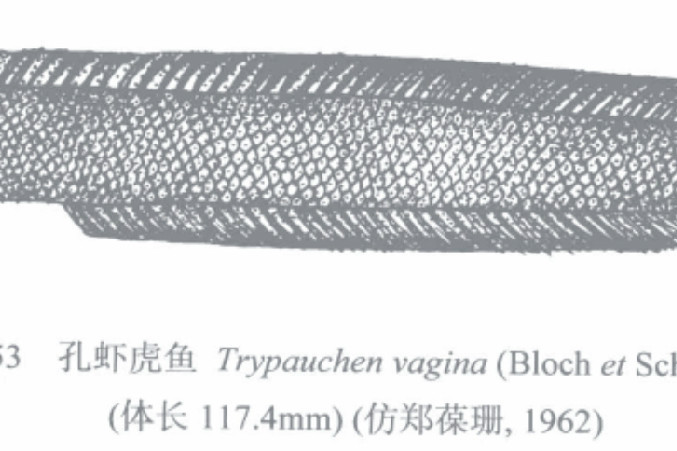 孔蝦虎魚 孔蝦虎魚