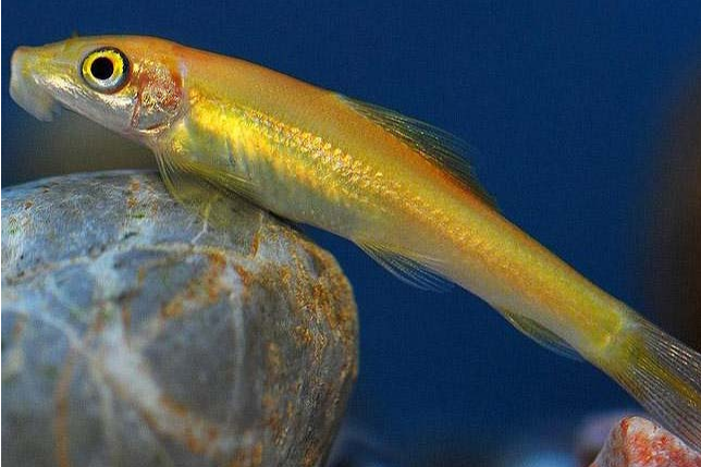 青苔魚 青苔魚