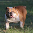 鬥牛犬(叭喇狗) 鬥牛犬(叭喇狗)
