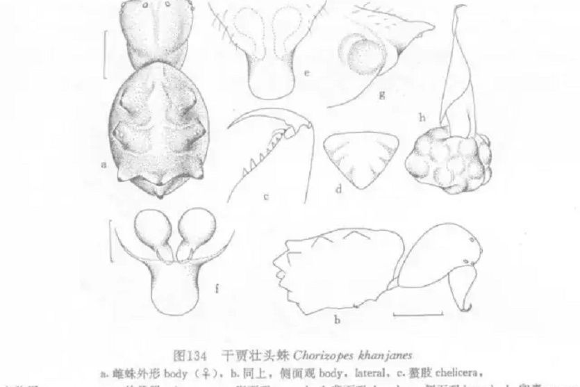 乾賈壯頭蛛 乾賈壯頭蛛