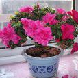小葉杜鵑(杜鵑花目杜鵑花科植物) 小葉杜鵑(杜鵑花目杜鵑花科植物)