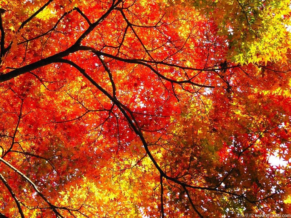 紅葉滿山(國產電視劇) 紅葉滿山(國產電視劇)