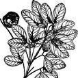 牛蹄豆 牛蹄豆