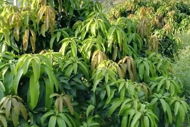 植頂端優勢 植頂端優勢