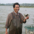 汈汊湖螃蟹 汈汊湖螃蟹