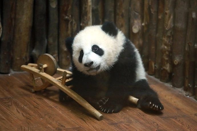 大熊貓順順 大熊貓順順