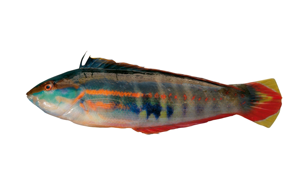 背斑盔魚
