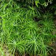 風車草(莎草科莎草屬植物)