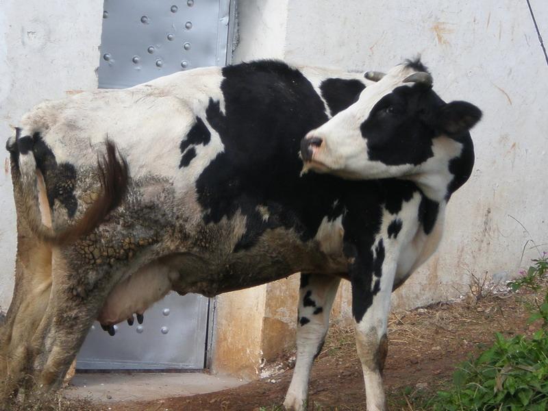 村民養的奶牛