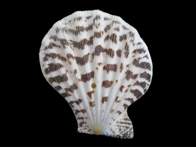 虎斑海扇蛤