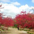 櫻花峪 櫻花峪