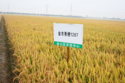 金農香粳1267 金農香粳1267