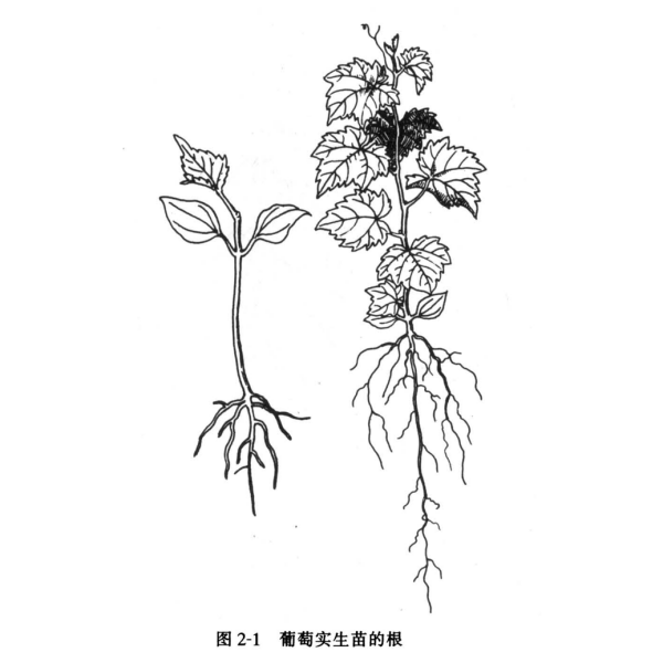 葡萄(Vitis vinifera)