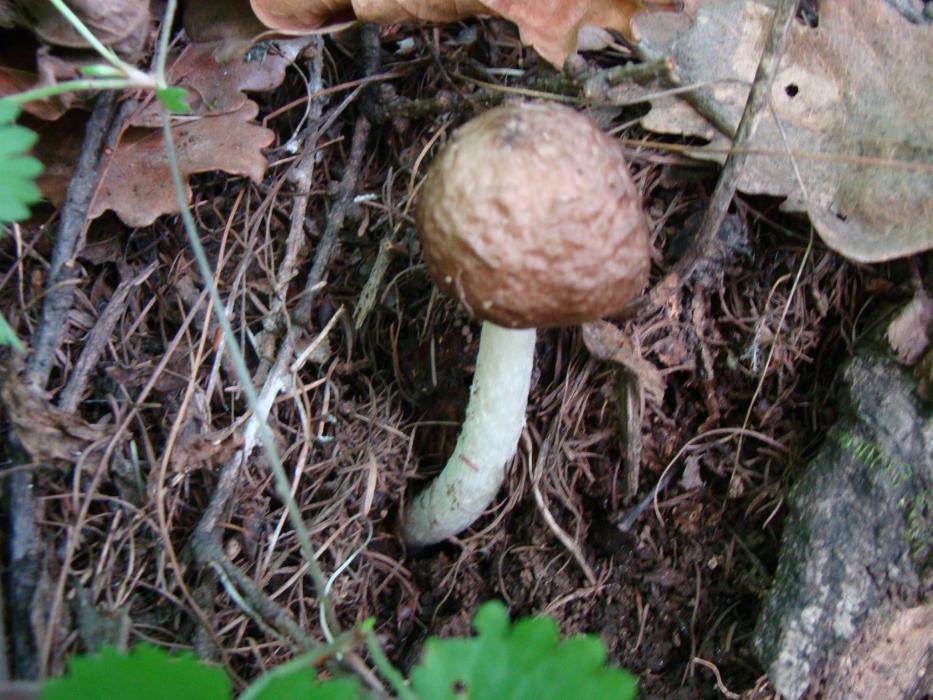 褐暗金錢菌 褐暗金錢菌
