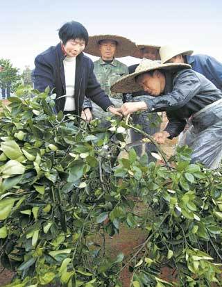 劉賢玉 劉賢玉