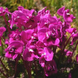管花馬先蒿 管花馬先蒿
