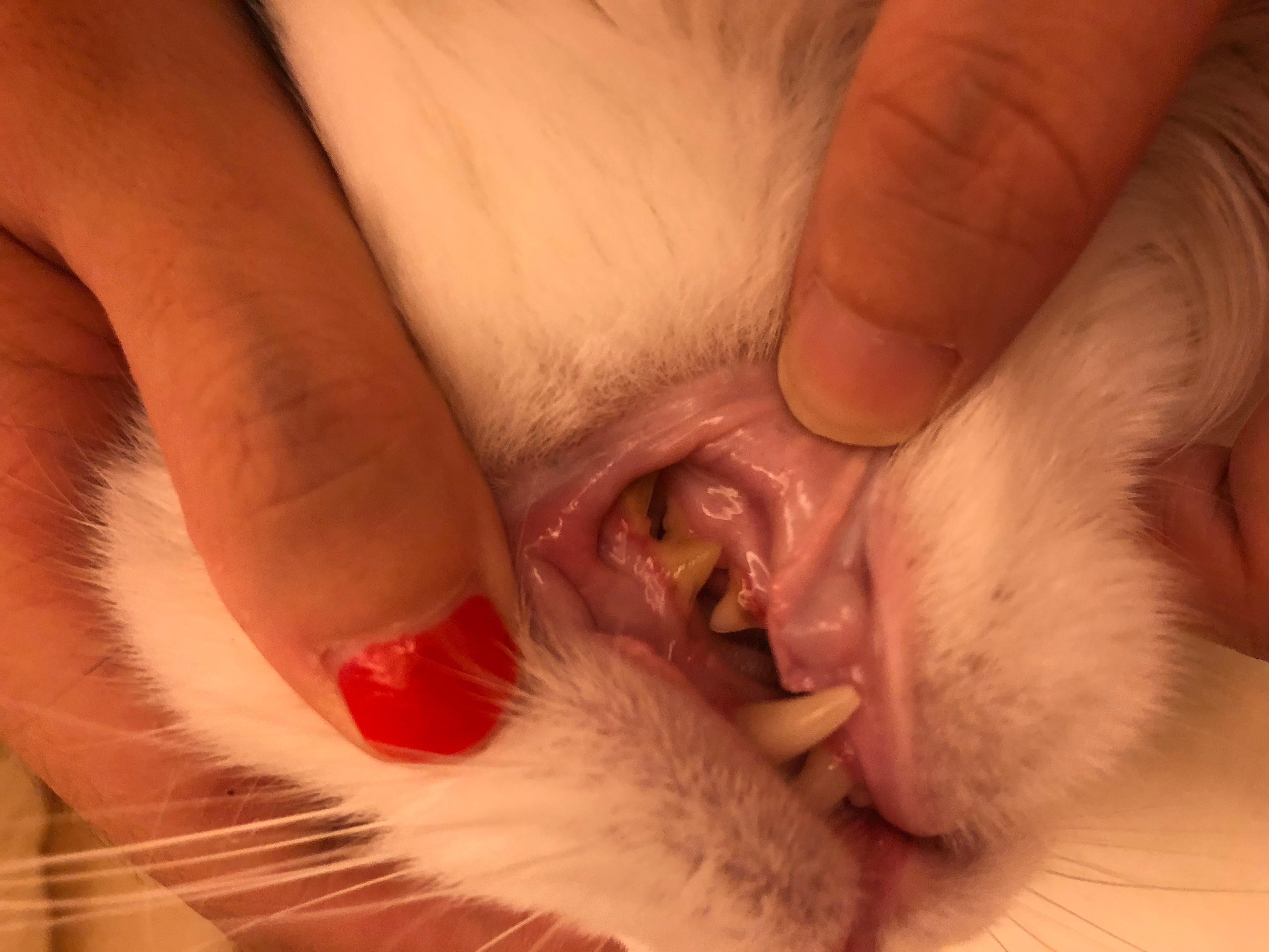 貓牙周炎