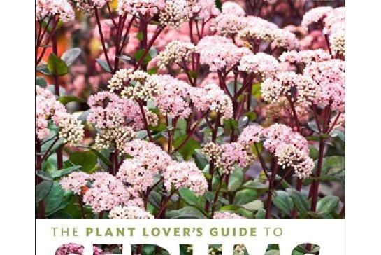 The Plant Lover\x27s Guide to Sedums The Plant Lover\x27s Guide to Sedums