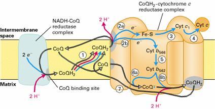 細胞色素C還原酶