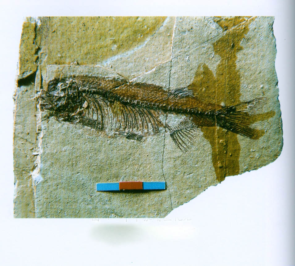 中華狼鰭魚化石