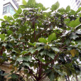麵包樹(麵包果樹) 麵包樹(麵包果樹)