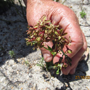 Codonorhiza micrantha