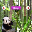 跳轉動物卡 跳轉動物卡