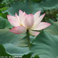 溪客(蓮花) 溪客(蓮花)