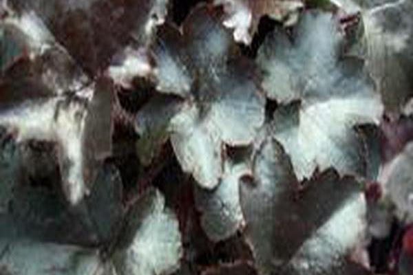 Heuchera \x27Blackout\x27