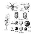 褐圓蚧 褐圓蚧