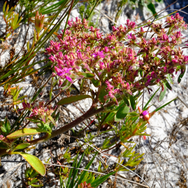 Aizoon paniculatum