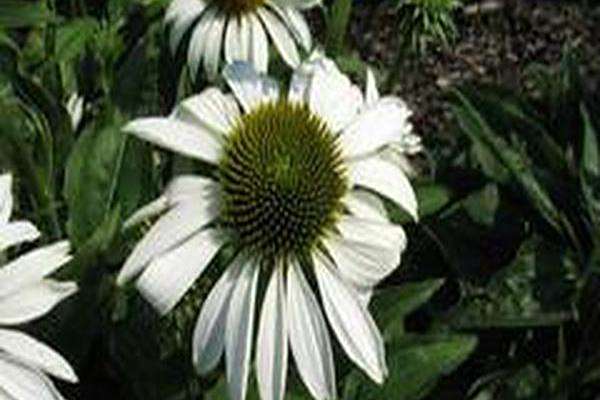 Echinacea purpurea \x27Lucky Star\x27