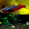 小鰭新燈魚 小鰭新燈魚