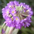 疏序球花報春 疏序球花報春