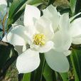 深山含笑 深山含笑