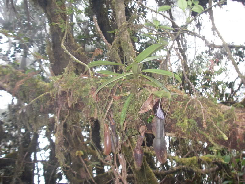 生於高地森林覆著苔蘚的樹枝上的泉氏豬籠草