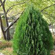 長春樹(一種植物) 長春樹(一種植物)