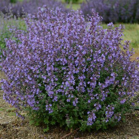Nepeta × faassenii \x27Kitten Around\x27 Nepeta × faassenii \x27Kitten Around\x27
